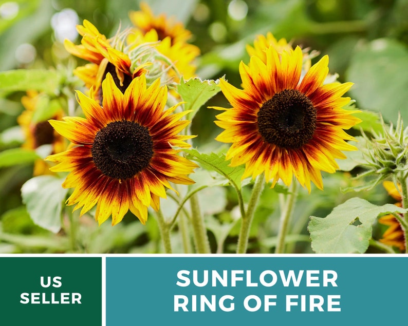 Sunflower, Ring of Fire 25 Seeds Heirloom Flower, Bicolored Blooms, Culinary & Medicinal Plant, Garden Gift Helianthus annuus image 4