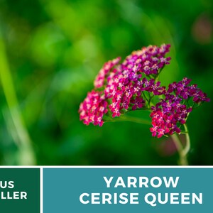 Yarrow, Cerise Queen 50 Seeds Heirloom Flower, Vibrant cerise-pink blooms, Attracts pollinators Achillea millefolium image 8