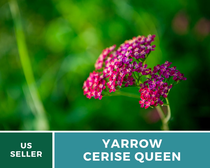 Yarrow, Cerise Queen 50 Seeds Heirloom Flower, Vibrant cerise-pink blooms, Attracts pollinators Achillea millefolium image 8