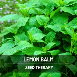 Lemon Balm Seeds – Heirloom Herb, Culinary & Medicinal, Perfect for Herbal Teas and Aromatic Gardens | 100 Seeds