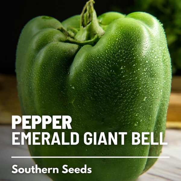 Pepper, Emerald Giant Sweet Bell - 30 Seeds - Heirloom Vegetable - Large Bell Pepper - Open Pollinated - Non-GMO (Capsicum annuum)
