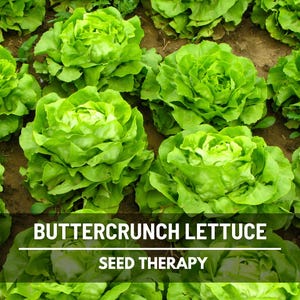Buttercrunch Lettuce Seeds - Heirloom Butterhead, Open Pollinated, Non-GMO (500 Seeds)