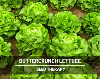Buttercrunch Lettuce Seeds – Heirloom Vegetable, Open Pollinated, Non-GMO, Crisp and Tender Butterhead | 500 Seeds