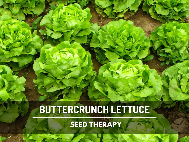 May include: A field of vibrant green buttercrunch lettuce plants growing in dark soil. The text BUTTERCRUNCH LETTUCE and SEED THERAPY is overlaid in white capital letters across the bottom portion of the image, centered over the lettuce leaves.