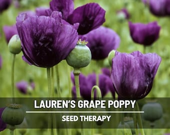 Lauren's Grape Poppy Seeds – Heirloom, Prolific Purple Plum Blooming Flowers (100 Seeds)