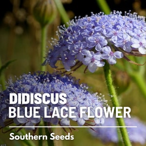 Didiscus, Blue Lace Flower - 50 Seeds - Heirloom Flower - Cut Flowers and Arrangements (Didiscus caeruleus)