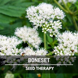 Boneset Seeds (Eupatorium) – Heirloom Medicinal and Culinary Herb, Non-GMO, Classic Wellness Herb for Herbal and Tea Gardens | 100 Seeds