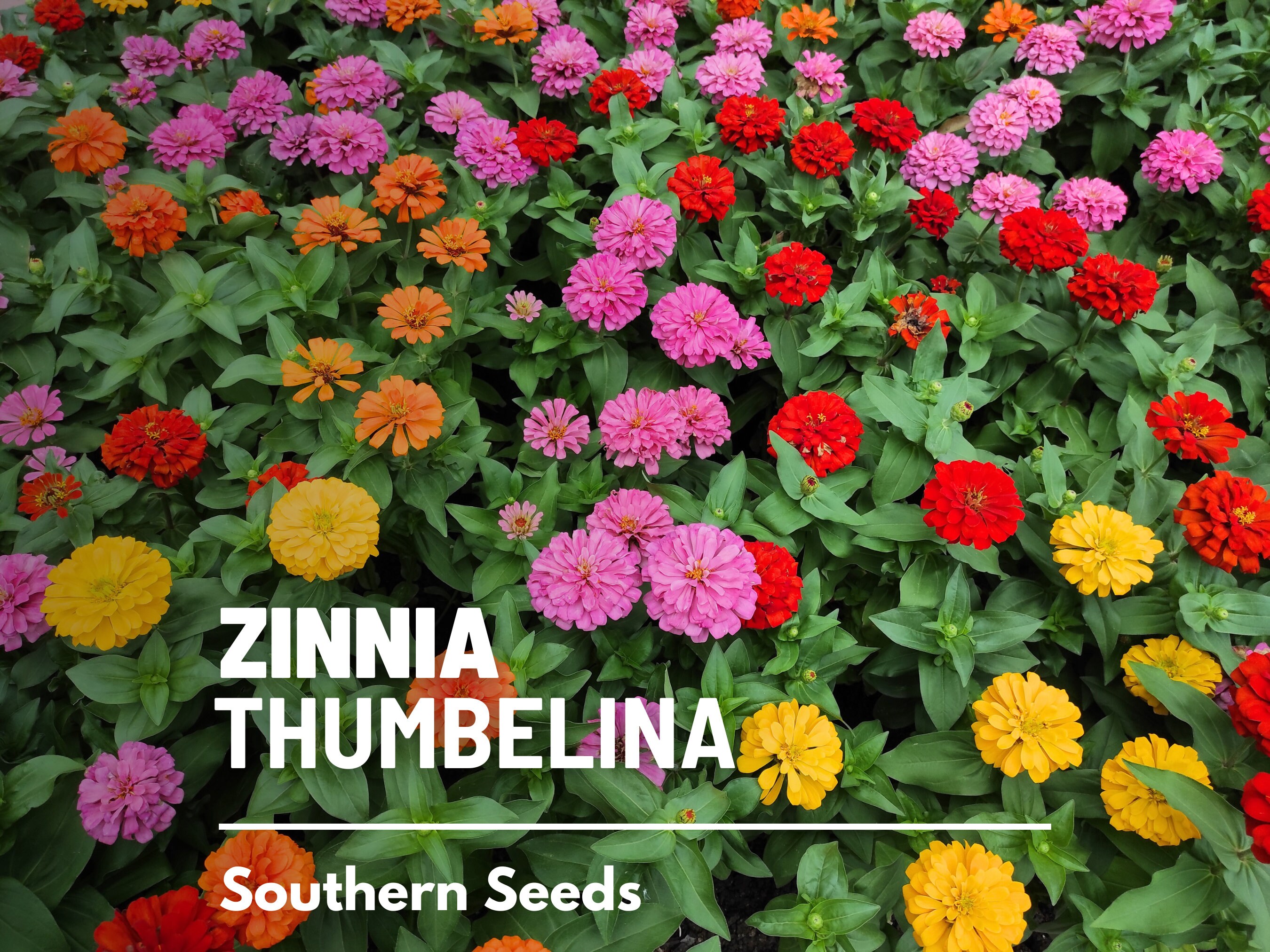 Zinnia, Thumbelina (Dwarf) - 100 Seeds - Heirloom Flower, 6-8&quot; Plants, Perfect for Borders & Pots, Long-lasting cut flowers (Zinnia elegans)