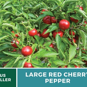 Pode incluir: Um close-up de uma planta de piment&atilde;o cereja vermelho grande com muitos piment&otilde;es vermelhos maduros crescendo nela. A planta est&aacute; em um jardim com folhas e caules verdes. O texto "LARGE RED CHERRY PEPPER" &eacute; exibido abaixo da imagem.