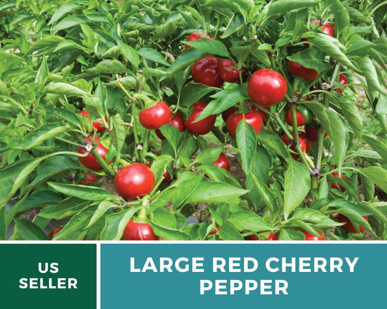 Pode incluir: Um close-up de uma planta de piment&atilde;o cereja vermelho grande com muitos piment&otilde;es vermelhos maduros crescendo nela. A planta est&aacute; em um jardim com folhas e caules verdes. O texto "LARGE RED CHERRY PEPPER" &eacute; exibido abaixo da imagem.
