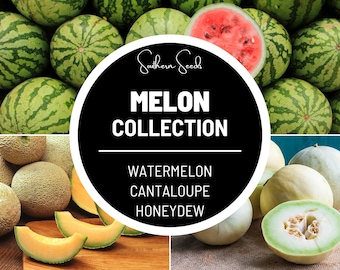 Melon Seed Collection - Watermelon, Cantaloupe, Honeydew - Heirloom Fruits: Indulge in the sweet flavors of summer with this collection