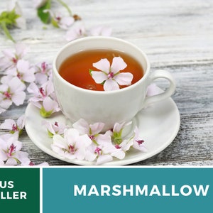 May include: A white teacup with a saucer filled with a light brown tea and a pink flower floating in the tea. The teacup and saucer are surrounded by pink flowers on a white wooden surface. The text "MARSHMALLOW" is displayed in green text on a teal background.