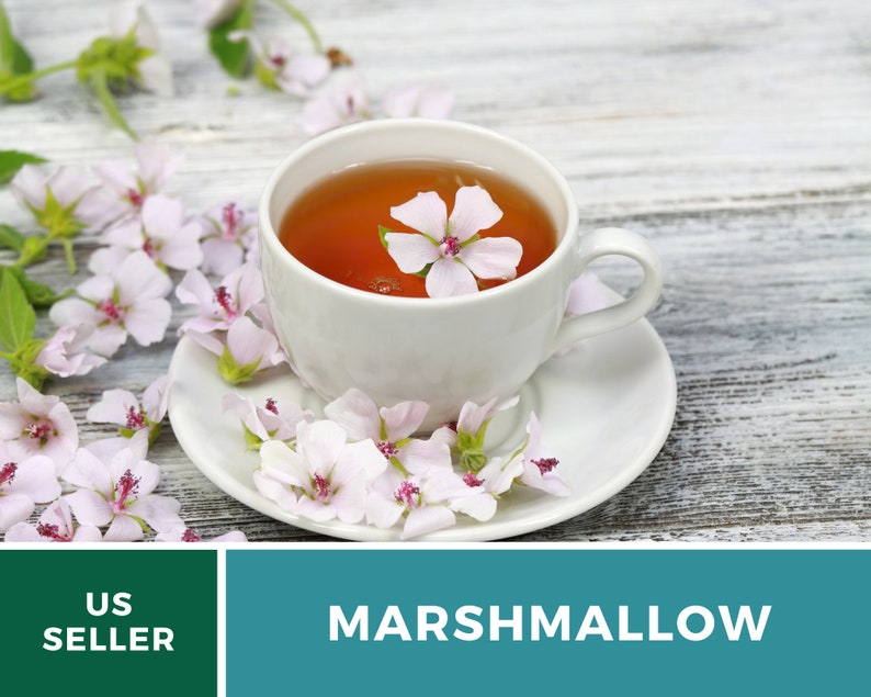 May include: A white teacup with a saucer filled with a light brown tea and a pink flower floating in the tea. The teacup and saucer are surrounded by pink flowers on a white wooden surface. The text "MARSHMALLOW" is displayed in green text on a teal background.