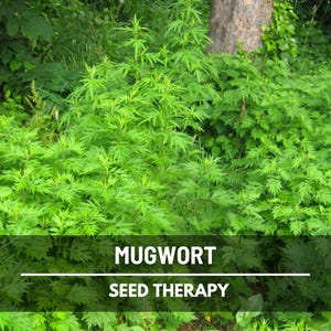 Mugwort Seeds – Heirloom Herb, Artemisia Vulgaris for Dream Pillows, Smudge Sticks, Divination, Spiritual Work | 100 Seeds