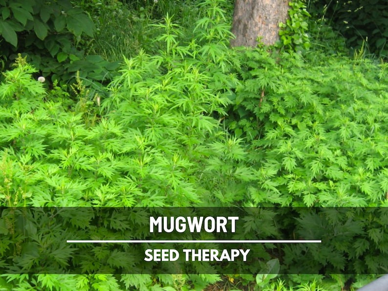 Mugwort Seeds - Heirloom Artemisia, Traditional Herbal Plant, Medicinal, Dream Pillows, Smudging (200 Seeds) image 1
