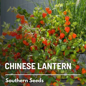 Chinese Lantern 50 Seeds Ornamental Heirloom Fruit Edible Red Berries Physalis alkekengi image 2