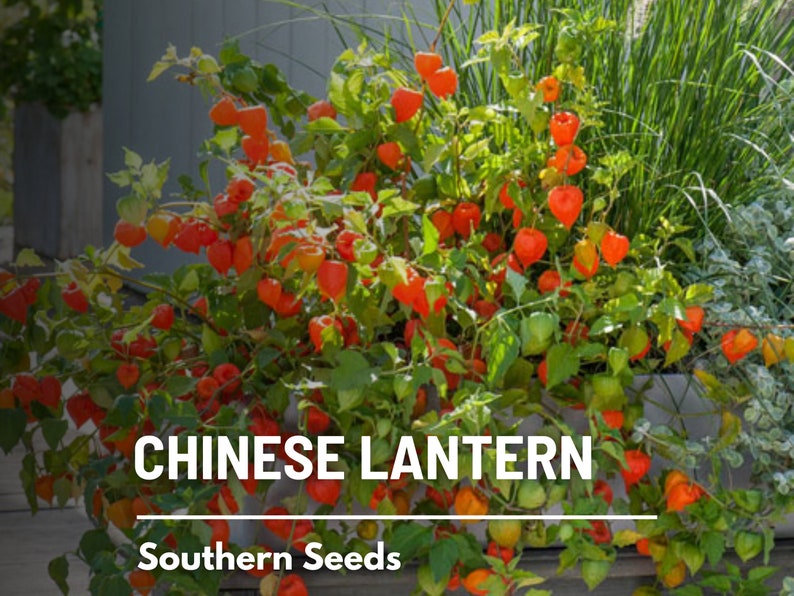 Chinese Lantern 50 Seeds Ornamental Heirloom Fruit Edible Red Berries Physalis alkekengi image 2