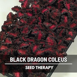 Black Dragon Coleus (Solenostemon scutellarioides) mass planting with multi-colored foliage under bright light - Seed Therapy