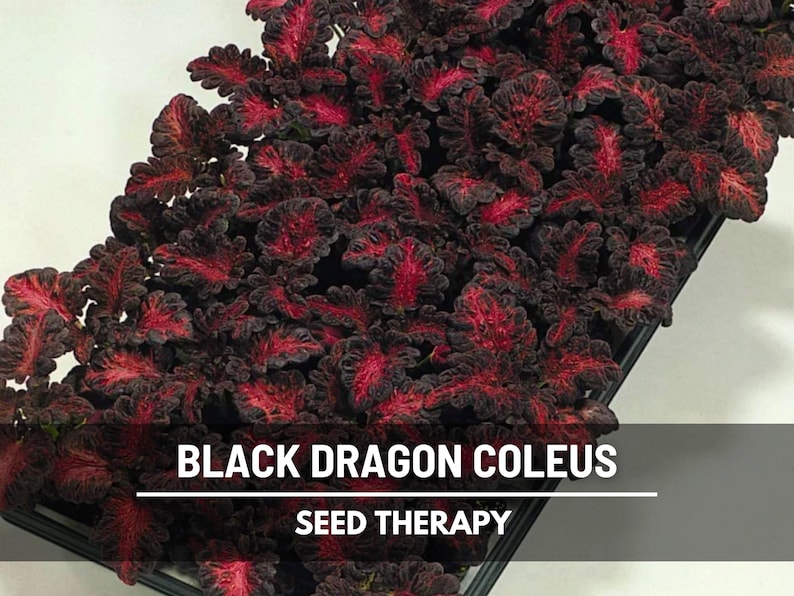 Black Dragon Coleus (Solenostemon scutellarioides) mass planting with multi-colored foliage under bright light - Seed Therapy