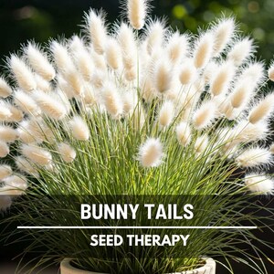 Bunny Tails (Lagurus ovatus) fluffy seed heads glowing in sunlight, an easy-to-grow annual grass ideal for landscaping accents and floral craft projects - Seed Therapy