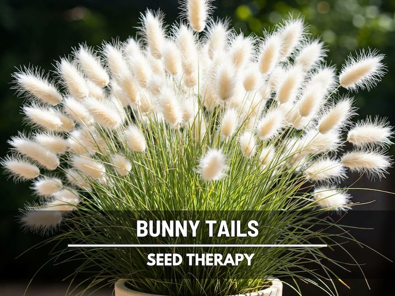 Bunny Tails (Lagurus ovatus) fluffy seed heads glowing in sunlight, an easy-to-grow annual grass ideal for landscaping accents and floral craft projects - Seed Therapy