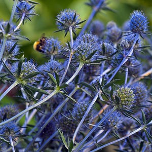 Cluster of Alpine Sea Holly blooms with vibrant blue color – Seed Therapy