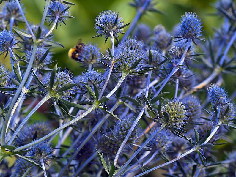 Cluster of Alpine Sea Holly blooms with vibrant blue color – Seed Therapy