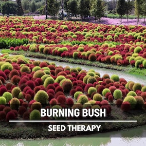 Burning Bush Seeds – Heirloom Shrub with Brilliant Green-to-Red Foliage, Ornamental Hedge and Accent Plant, Easy Growing | 50 Seeds