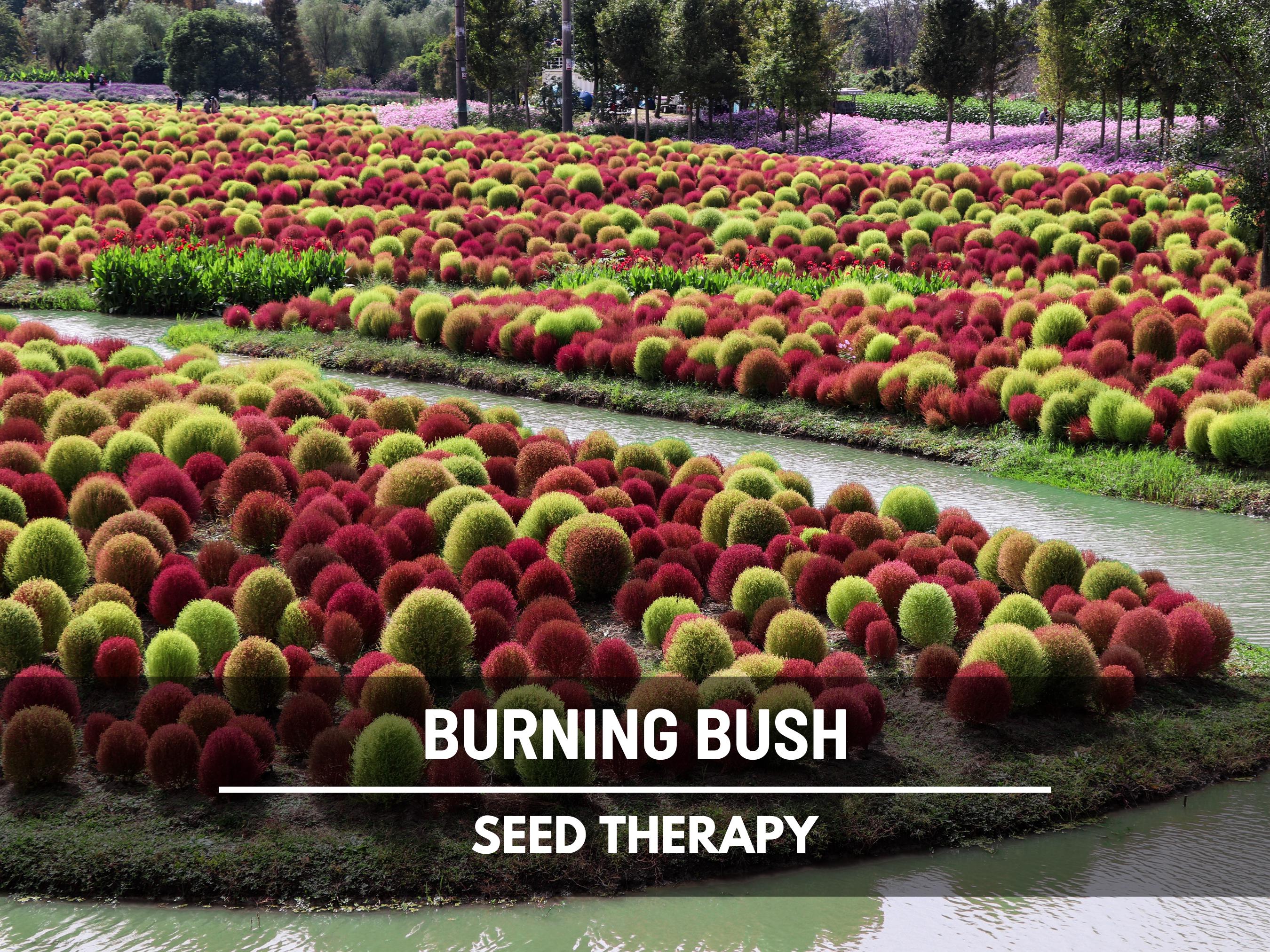 Burning Bush Seeds - Heirloom Shrub, Green-to-red Foliage Through