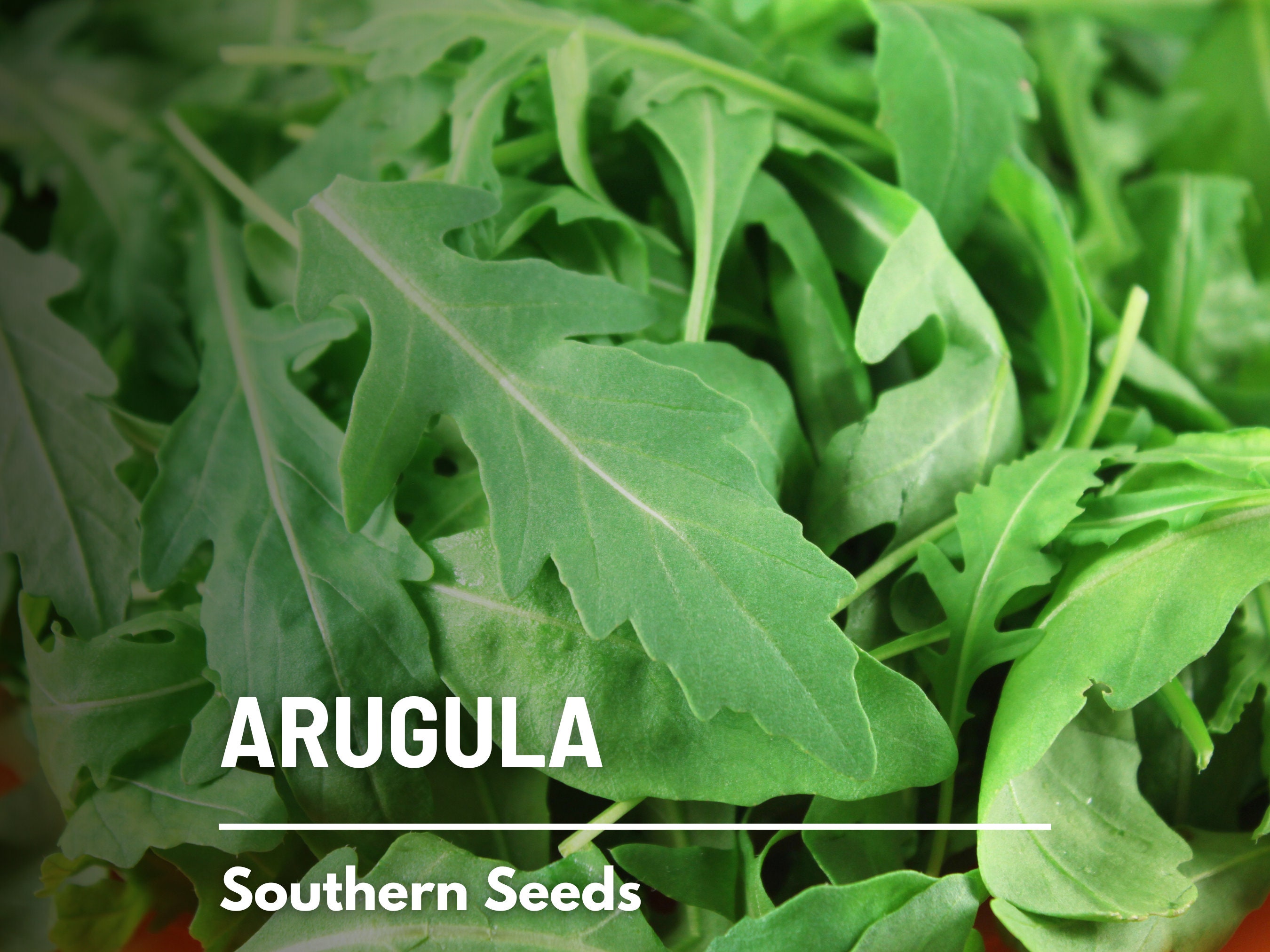 Arugula, Roquette - Morgan County Seeds