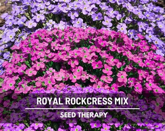 Royal Mix Rockcress Seeds – Spreading Ground Cover, Vibrant Flower Mix, Attracts Pollinators, Easy to Grow | 100 Seeds