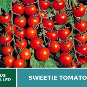 Tomato, Sweetie 50 Seeds Heirloom Vegetable, Indeterminate Plant Small, sweet cherry tomatoes Lycopersicon esculentum image 4