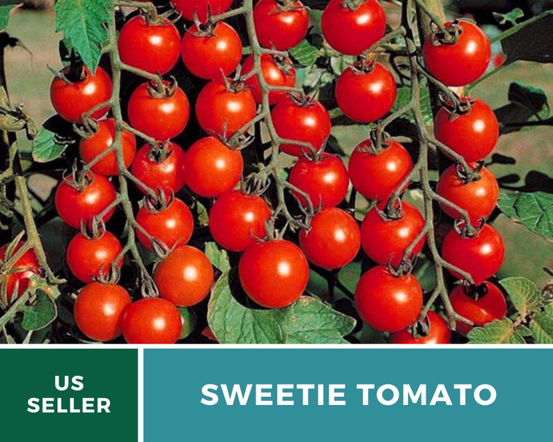 Tomato, Sweetie 50 Seeds Heirloom Vegetable, Indeterminate Plant Small, sweet cherry tomatoes Lycopersicon esculentum image 4