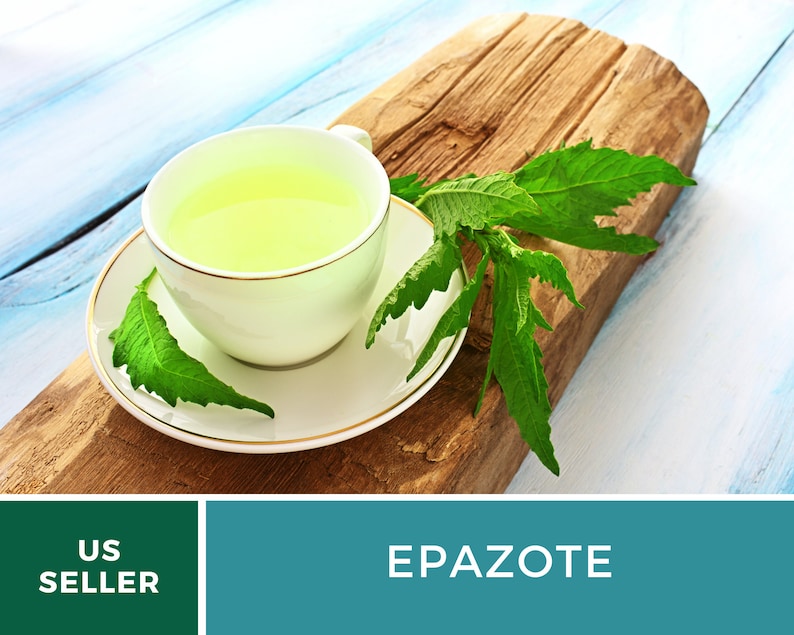 May include: A white cup of green tea with fresh epazote leaves on a wooden surface. The text "US SELLER" and "EPAZOTE" are visible in the image.