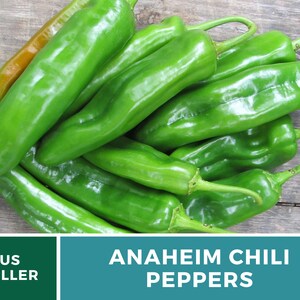 May include: A pile of green Anaheim chili peppers. The peppers are long and slender, with a slightly pointed tip. They are arranged in a random pattern, with some overlapping. The peppers are fresh and vibrant, with a glossy sheen.