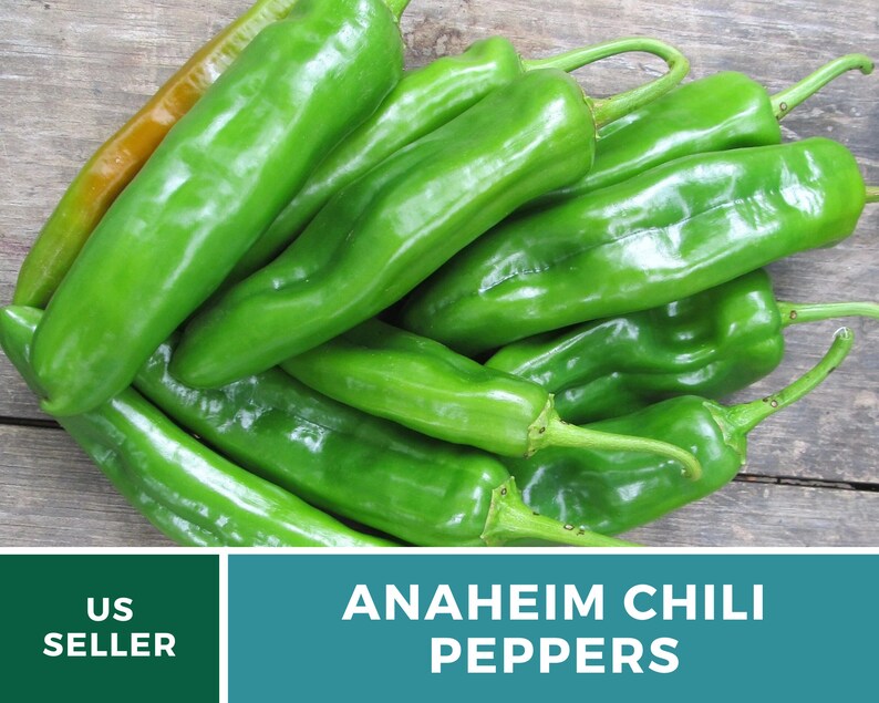 May include: A pile of green Anaheim chili peppers. The peppers are long and slender, with a slightly pointed tip. They are arranged in a random pattern, with some overlapping. The peppers are fresh and vibrant, with a glossy sheen.