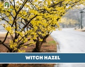 Witch Hazel, American - Heirloom Seeds - Medicinal Herb Tree - Hamamelis virginiana