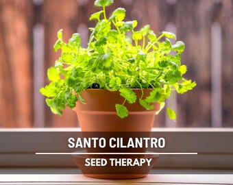 Santo Cilantro Seeds, Slow Bolting Herb for Leaves and Coriander, Heirloom, Non GMO, 100 Seeds