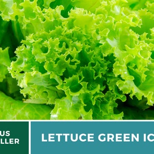 May include: A vibrant head of Green Ice lettuce featuring ruffled, bright green leaves with a crisp texture. The bottom section of the image includes a dark green box with the text US SELLER and a teal box with the text LETTUCE GREEN ICE.