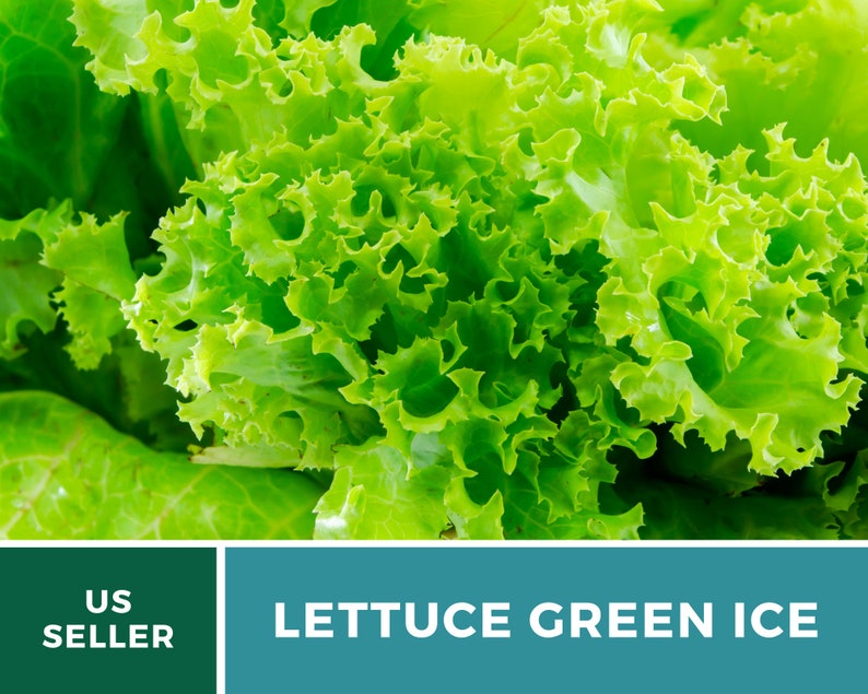 May include: A vibrant head of Green Ice lettuce featuring ruffled, bright green leaves with a crisp texture. The bottom section of the image includes a dark green box with the text US SELLER and a teal box with the text LETTUCE GREEN ICE.