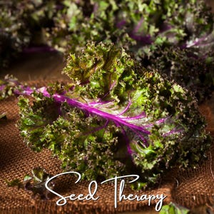 Red Russian Kale Seeds – Heirloom, Non-GMO (250 Seeds)