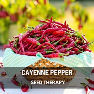 Cayenne Pepper Seeds – Long Slim, Heirloom Hot Pepper, Capsicum Annuum, Medicinal & Culinary Herb | 30 Seeds