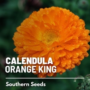 Calendula, Orange King 100 Seeds Heirloom Culinary & Medicinal Flower Non-GMO Calendula officinalis image 1