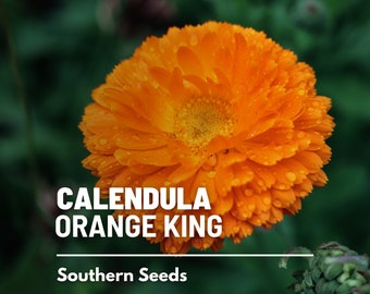 Calendula, Orange King - 100 Seeds - Heirloom Culinary & Medicinal Flower - Non-GMO (Calendula officinalis)