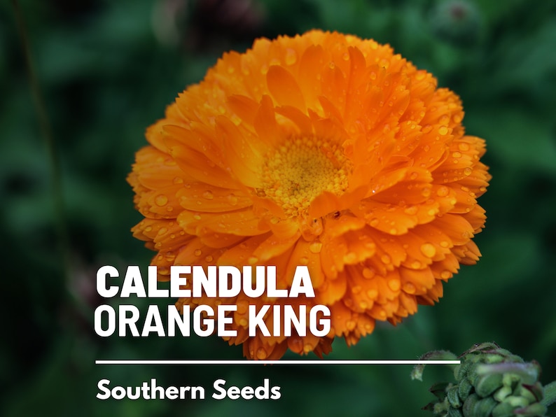 Calendula, Orange King 100 Seeds Heirloom Culinary & Medicinal Flower Non-GMO Calendula officinalis image 1