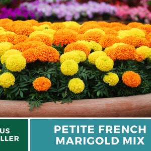 May include: A terracotta pot filled with a mix of yellow and orange marigolds. The pot is sitting on a green and blue background with the text "Petite French Marigold Mix" and "US Seller".