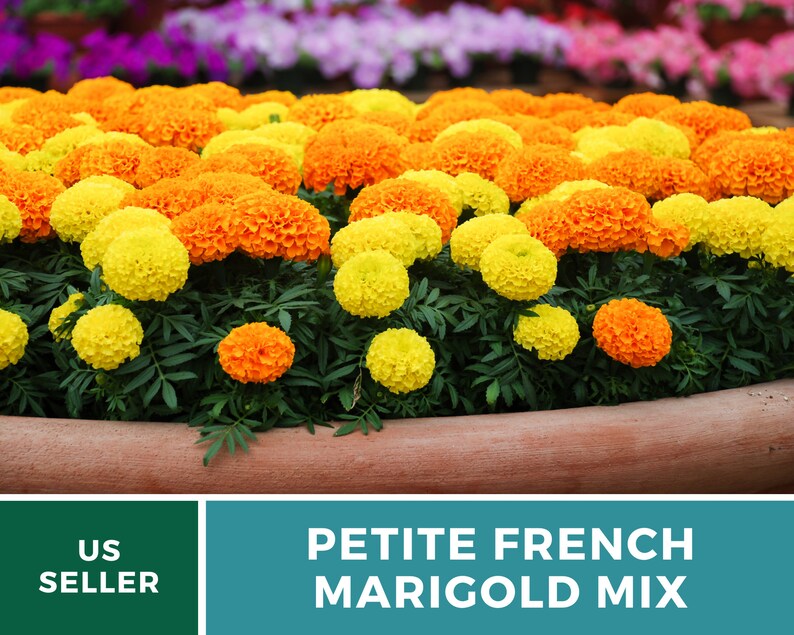 May include: A terracotta pot filled with a mix of yellow and orange marigolds. The pot is sitting on a green and blue background with the text "Petite French Marigold Mix" and "US Seller".