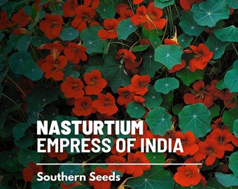 Nasturtium, Empress of India - 30 Seeds - Heirloom Flower - Edible Flowers and Peppery Leaves (Tropaeolum nanum)