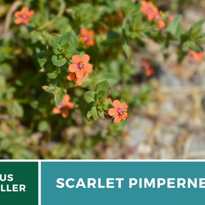 Pimpernel, Scarlet 100 Seeds Heirloom Flower Vibrant Scarlet Red Blooms that Spread Anagallis arvensis image 6