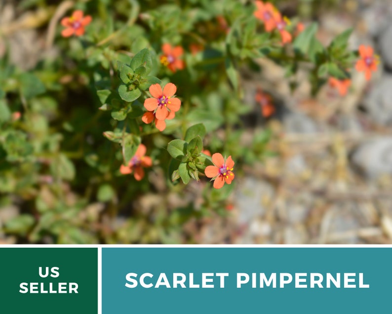 Pimpernel, Scarlet 100 Seeds Heirloom Flower Vibrant Scarlet Red Blooms that Spread Anagallis arvensis image 6